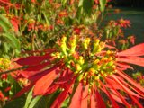 Bumbling Bee on a Red Poinsettia