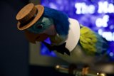 A Dapper Parrot's Day Out