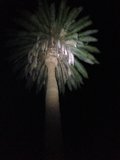 Illuminated Palm Tree in the Altadena Night Sky