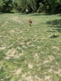 Frisbee Fun in the Park