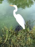 Graceful Heron in Water