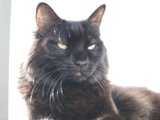 The Mysterious Black Cat