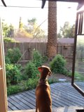 A Canine's View
