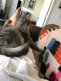Our Feline Companion