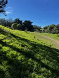 Red Kite Soaring Over a Grassy Field in McLaren Park