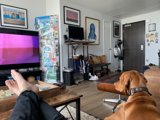Living Room Relaxation with Furry Companion