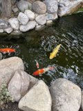 Serene Koi Pond in Santa Fe