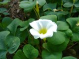 White Geranium