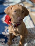 Bow-tiful Hound