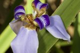 Purple and Yellow Iris Flower in Full Bloom