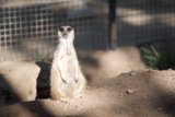 Meerkat on the Plains