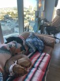 Cozy Naptime with a Furry Friend