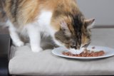 Dinner Time for a Manx Cat