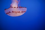 Serenity in Motion: The Ocean Ballet