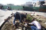 Guerrilla Gardeners Planting Colorful Flowers
