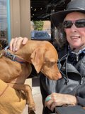 Canine Companion in the City