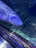 Unveiling the Aquatic Escape