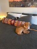 Furry Friends Unite