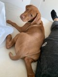 Comfy Cozy with Man's Best Friend