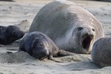 Northern Elephant Seal Mother with Pups at Drake's Beach