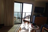 A Canine's Curiosity: Contemplation by the Glass Door