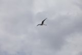Graceful Flight