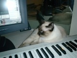 Keyboard Cat Nap