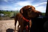Winery Pup at Bouchaine Vineyards