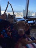 Furry Friends on the Cityscape