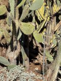 Prickly Pear Oasis
