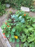 A Vibrant Herbal Garden in Altadena