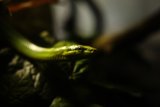 Serene Serpent at the California Academy of Sciences
