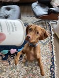 Home Decor Hound