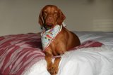Comfy Canine