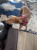 Playtime Buddies
