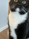 Regal Feline