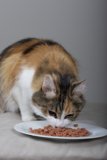Hungry Kitty