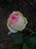 The Majestic Pink Rose in Altadena
