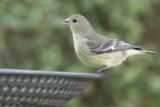 A Finch in Focus