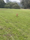 Running Free in the Grass
