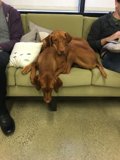 Couch Time with Man's Best Friend