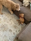 Poodle and Terrier Playtime