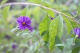 Purple Geranium