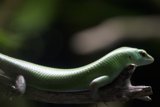 Emerald Whisper: The Elusive Green Lizard