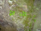 Resilient Life Amidst a Rock Wall