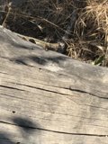 Log Lizard