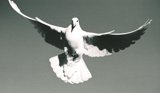 Soaring Dove