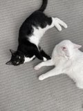 Feline Friends Taking a Nap