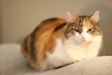 Cozy Companion