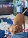 Furry Companion on the Living Room Rug